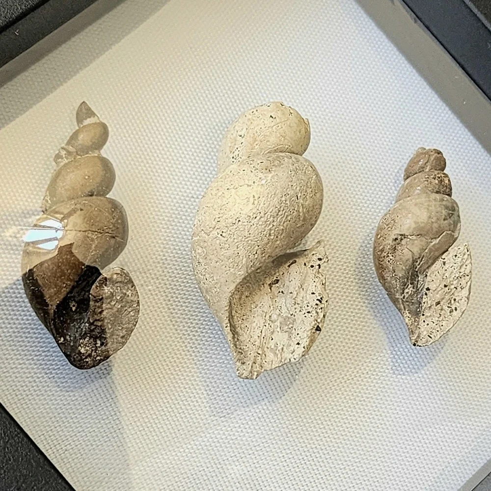 Fossilized Sea Snails Displayed in Shadow Box Natural‎ History Specimen